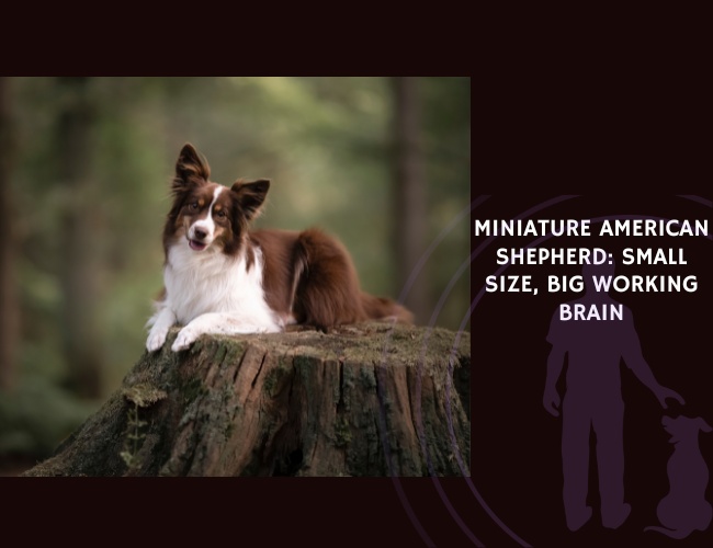 Miniature American Shepherd Small Size, Big Working Brain