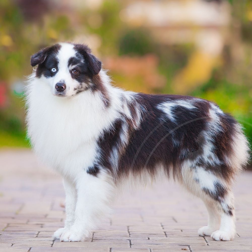 Miniature American Shepherd