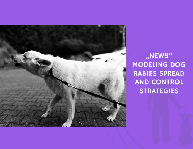 Modeling Dog Rabies Spread and Control Strategies