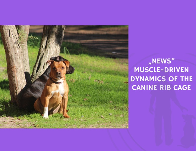 Muscle-Driven Dynamics of the Canine Rib Cage