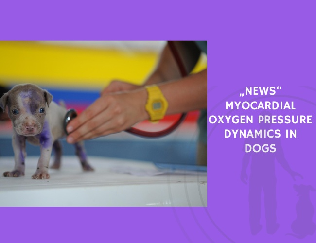 Myocardial Oxygen Pressure Dynamics in Dogs