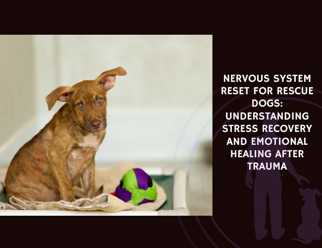 Nervous System Reset for Rescue Dogs Understanding Stress Recovery and Emotional Healing After Trauma