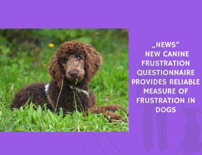 New Canine Frustration Questionnaire Provides Reliable Measure of Frustration in Dogs