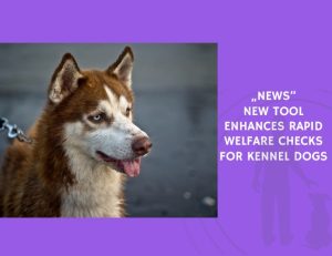 New Tool Enhances Rapid Welfare Checks for Kennel Dogs