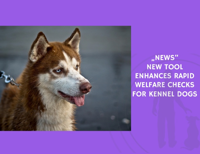New Tool Enhances Rapid Welfare Checks for Kennel Dogs