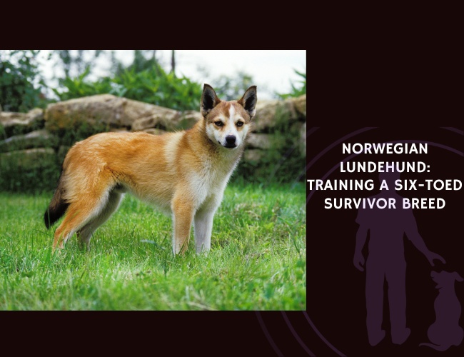 Norwegian Lundehund Training a Six-Toed Survivor Breed