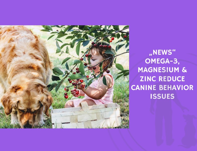 Omega-3, Magnesium & Zinc Reduce Canine Behavior Issues