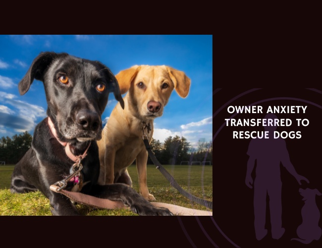 Owner Anxiety Transferred to Rescue Dogs