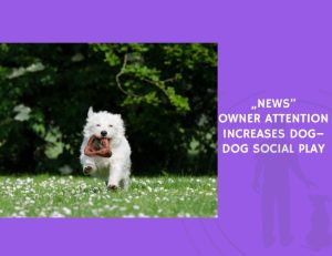 Owner Attention Increases Dog–Dog Social Play