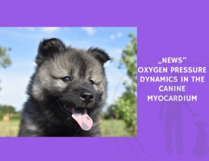 Oxygen Pressure Dynamics in the Canine Myocardium