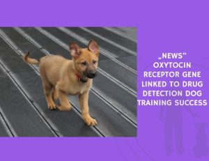 Oxytocin Receptor Gene Linked to Drug Detection Dog Training Success