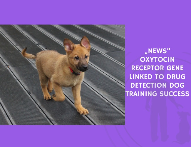 Oxytocin Receptor Gene Linked to Drug Detection Dog Training Success
