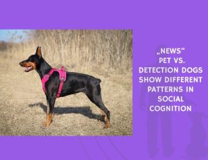 Pet vs. Detection Dogs Show Different Patterns in Social Cognition