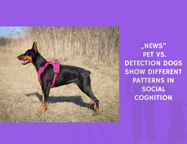 Pet vs. Detection Dogs Show Different Patterns in Social Cognition