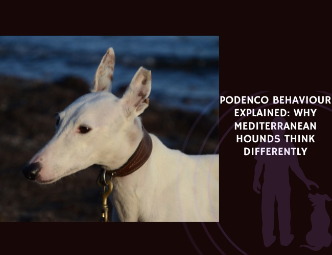 Podenco Behaviour Explained Why Mediterranean Hounds Think Differently