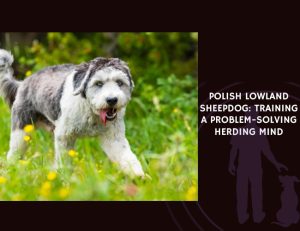 Polish Lowland Sheepdog Training a Problem-Solving Herding Mind