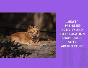 Pre-Sleep Activity and Sleep Location Shape Dogs’ Sleep Architecture