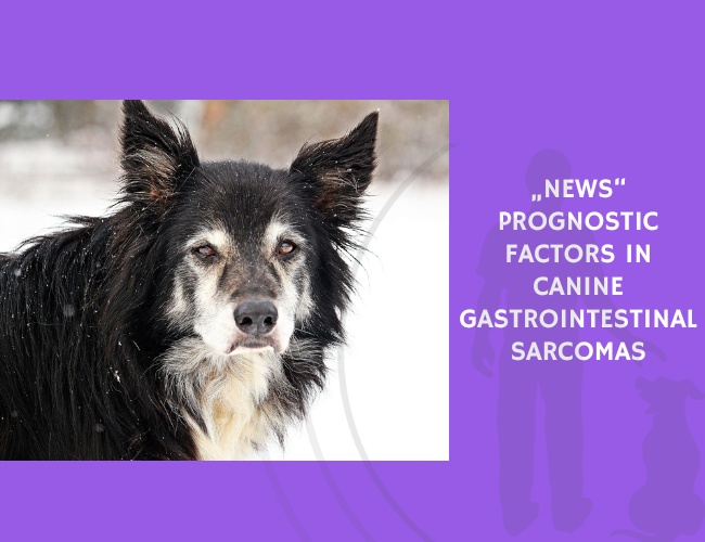 Prognostic Factors in Canine Gastrointestinal Sarcomas
