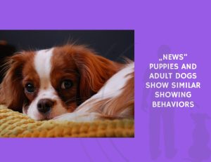 Puppies and Adult Dogs Show Similar Showing Behaviors