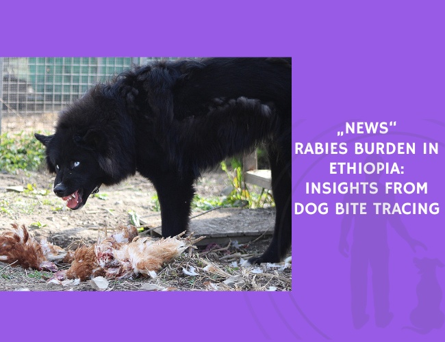 Rabies Burden in Ethiopia Insights from Dog Bite Tracing