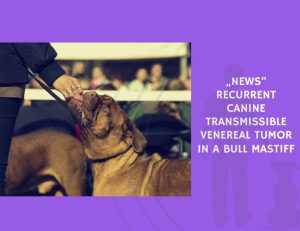 Recurrent Canine Transmissible Venereal Tumor in a Bull Mastiff