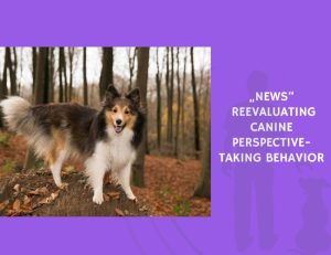 Reevaluating Canine Perspective-Taking Behavior