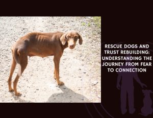 Rescue Dogs and Trust Rebuilding Understanding the Journey from Fear to Connection