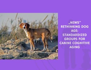 Rethinking Dog Age Standardized Groups for Canine Cognitive Aging
