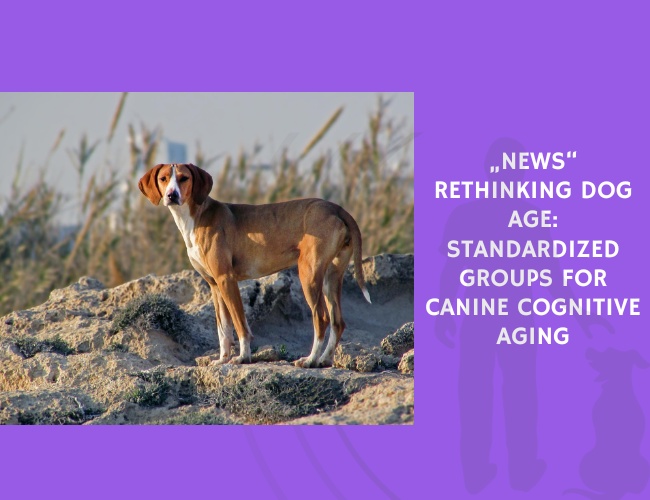 Rethinking Dog Age Standardized Groups for Canine Cognitive Aging