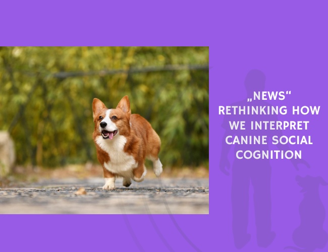 Rethinking How We Interpret Canine Social Cognition