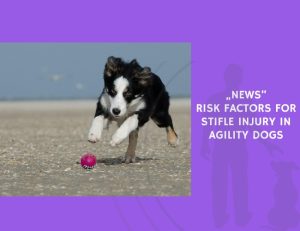 Risk Factors for Stifle Injury in Agility Dogs