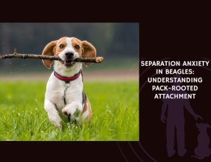 Separation Anxiety in Beagles Understanding Pack-Rooted Attachment