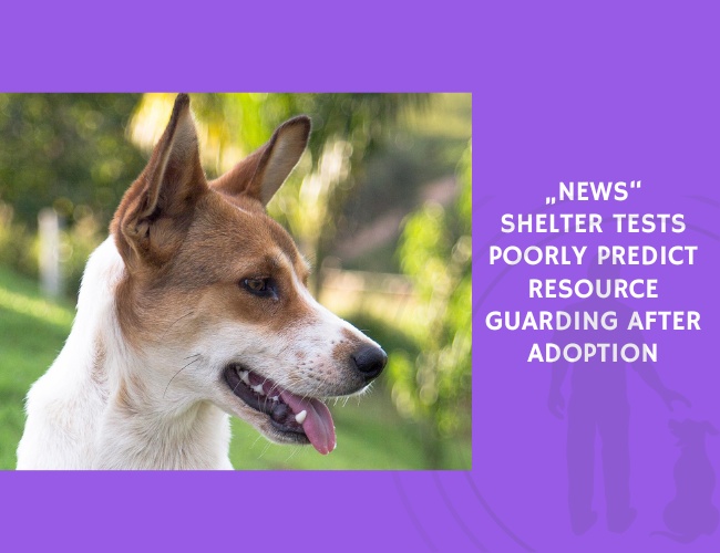 Shelter Tests Poorly Predict Resource Guarding After Adoption