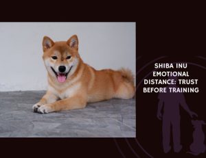 Shiba Inu Emotional Distance Trust Before Training