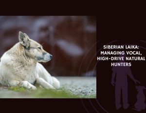 Siberian Laika Managing Vocal, High-Drive Natural Hunters