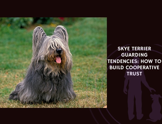 Skye Terrier Guarding Tendencies How to Build Cooperative Trust