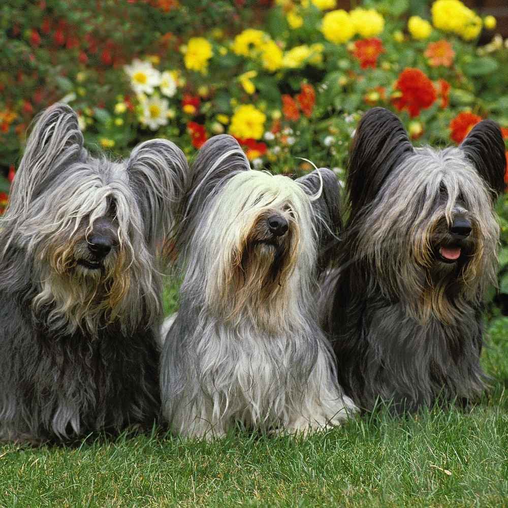 Skye Terrier