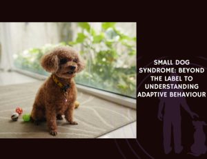 Small Dog Syndrome Beyond the Label to Understanding Adaptive Behaviour