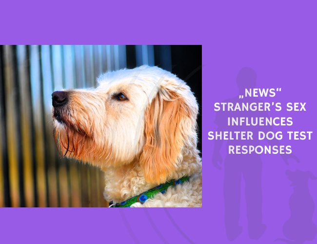 Stranger’s Sex Influences Shelter Dog Test Responses