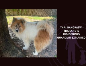 Thai Bangkaew Thailand's Indigenous Guardian Explained