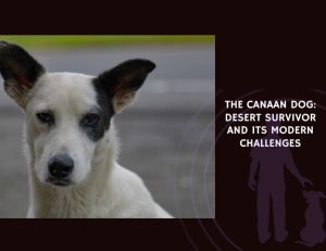The Canaan Dog Desert Survivor and Its Modern Challenges