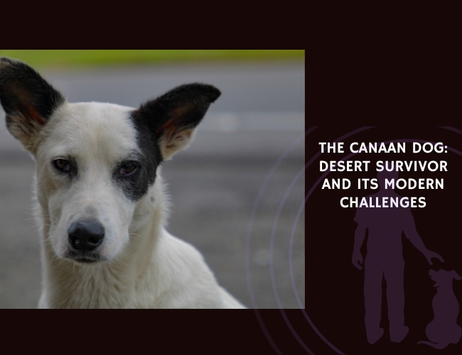 The Canaan Dog Desert Survivor and Its Modern Challenges