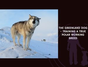 The Greenland Dog - Training a True Polar Working Breed