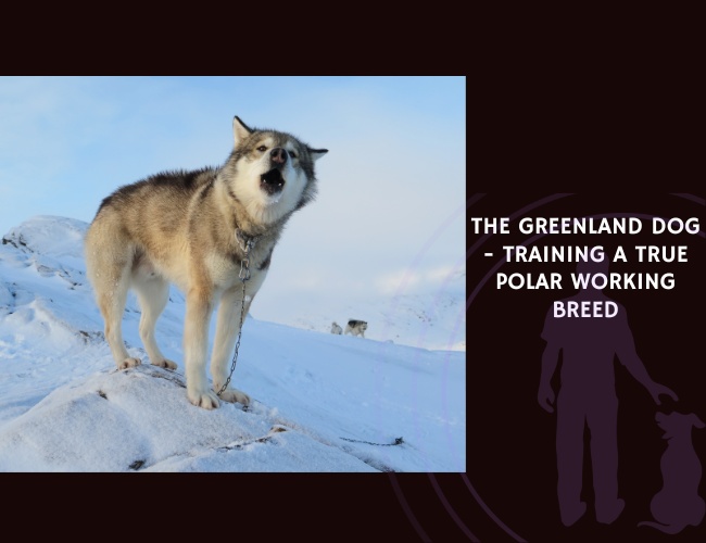The Greenland Dog - Training a True Polar Working Breed