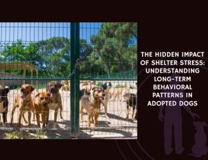 The Hidden Impact of Shelter Stress Understanding Long-Term Behavioral Patterns in Adopted Dogs