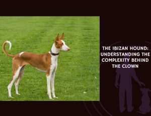 The Ibizan Hound Understanding the Complexity Behind the Clown