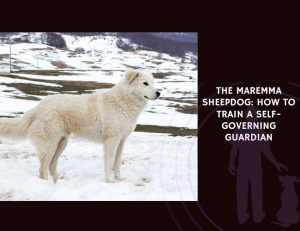 The Maremma Sheepdog How to Train a Self-Governing Guardian