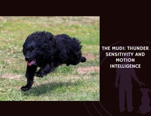 The Mudi Thunder Sensitivity and Motion Intelligence