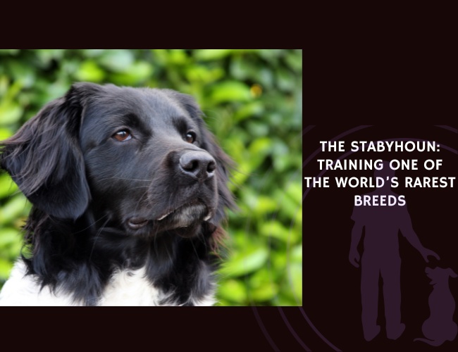 The Stabyhoun Training One of the World’s Rarest Breeds