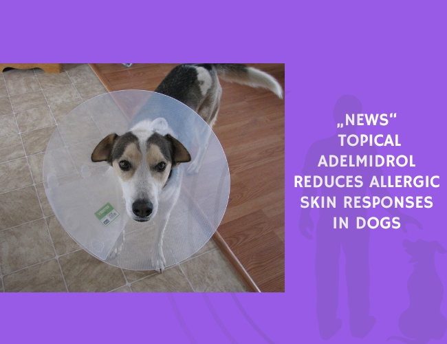 Topical Adelmidrol Reduces Allergic Skin Responses in Dogs